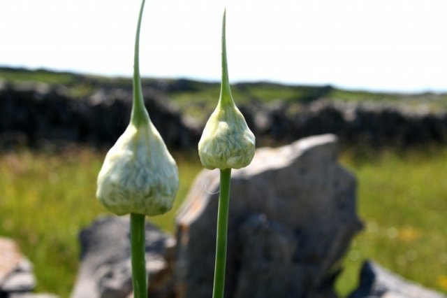 Aran Islands - June 2012